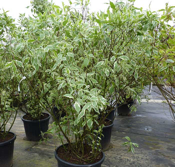 Дерен белый 'Элегантиссима'