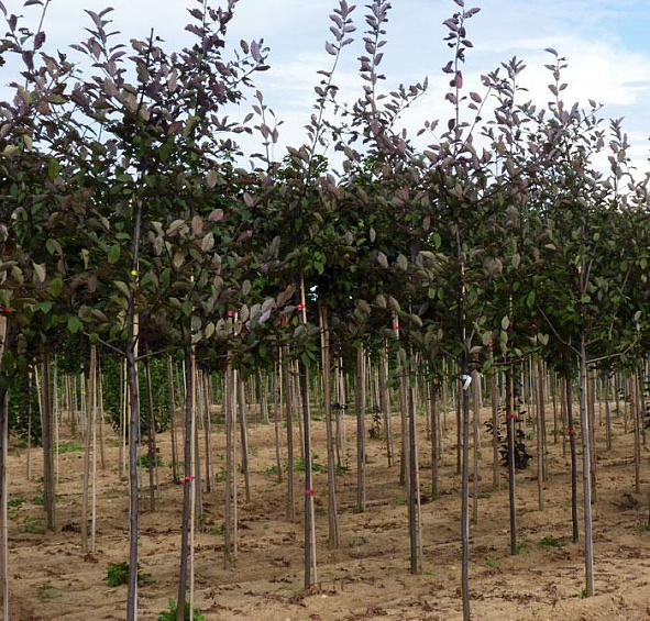 Черемуха обыкновенная 'Колората'