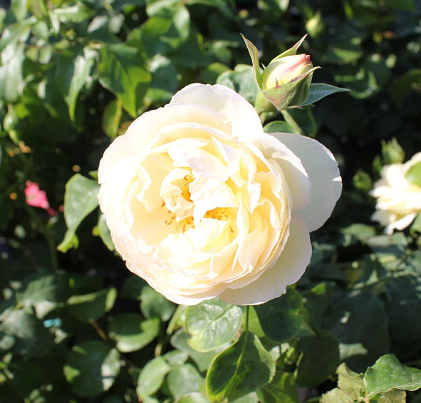 Роза 'Шато де Шеверни' (чайно-гибридная) (желтая)