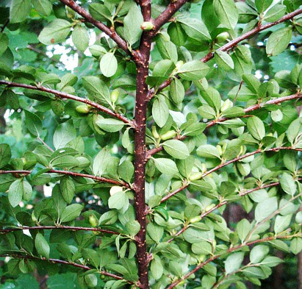 Кизильник растопыренный