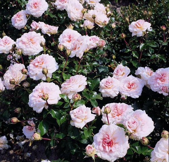 Роза Бременские музыканты (Bremer Stadtmusikanten)