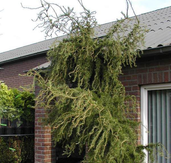 Лиственница европейская Хорстманн Рекурвед (Horstmann Recurved)