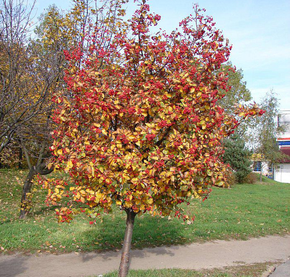 Рябина промежуточная (скандинавская)