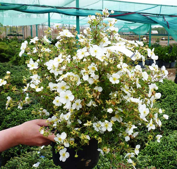 Лапчатка кустарниковая 'Абботсвуд'