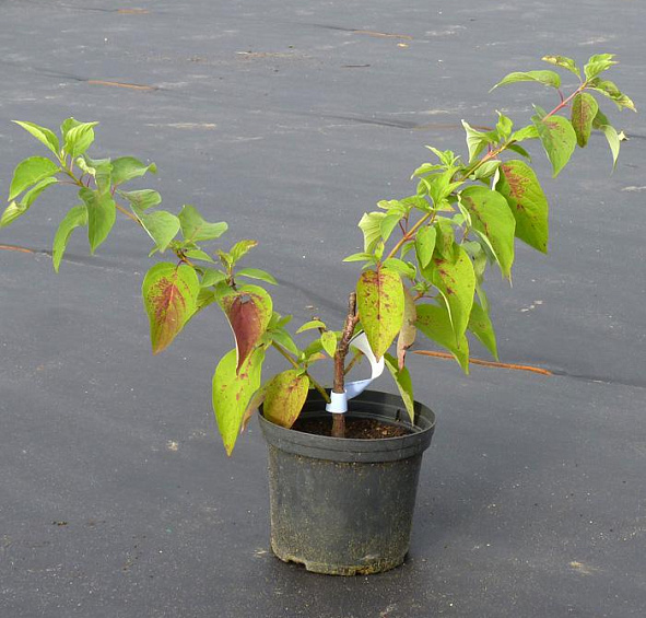 Дерен белый