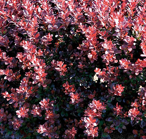 Барбарис Тунберга 'Пинк Куин'