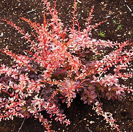 Барбарис Тунберга 'Пинк Аттрактион'