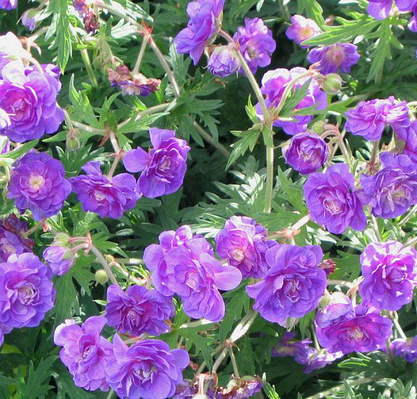 Герань гималайская Пленум