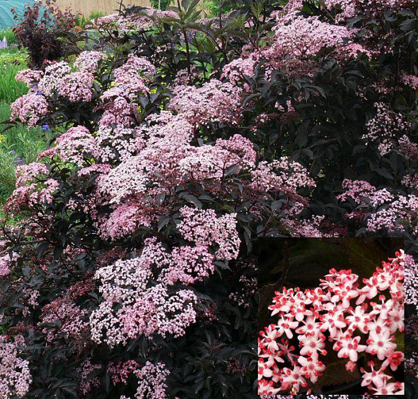 Бузина черная 'Блек Бьюти'