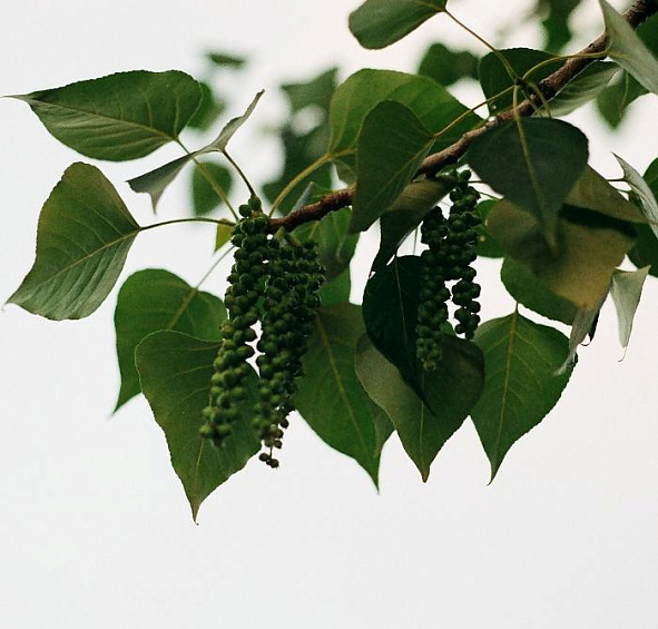 Тополь бальзамический