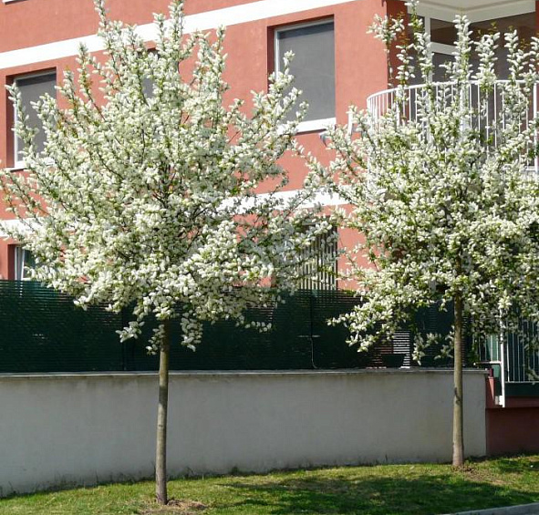 Черемуха обыкновенная 'Ватерери'