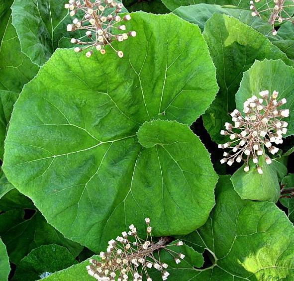 Белокопытник гибридный