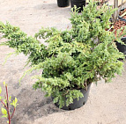 Фотоальбом Апрель в садовом центре (2012 г) Можжевельник