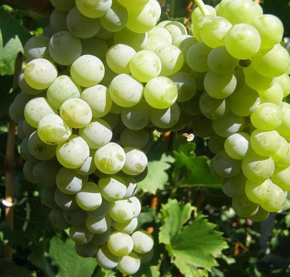 Виноград 'Цветочный'