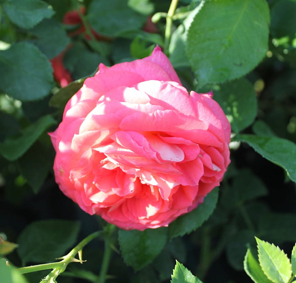 Роза 'Зоммерзонне' (флорибунда) (коралово - красная)