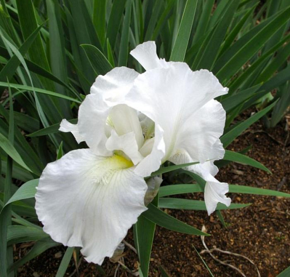 Ирис германский (бородатый) 'Имморталити' 