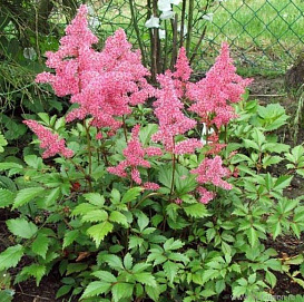 Астильба японская 'Рейнланд'