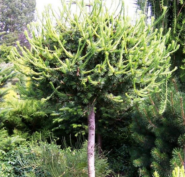 Лиственница европейская Корник (Kornik)
