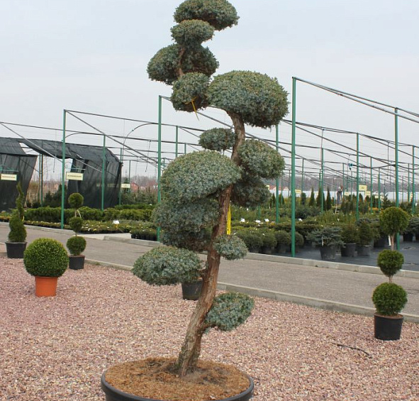 Можжевельник китайский Блу Альпс бонсай
