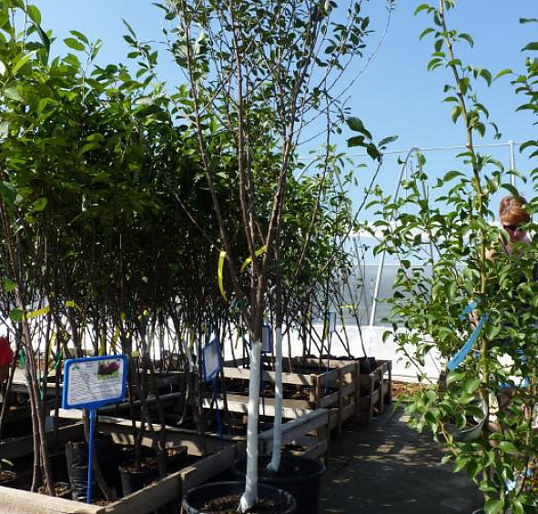 Вишня обыкновенная 'Тургеневская'