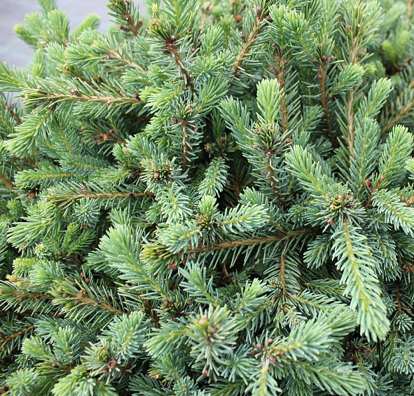 Ель сизая (канадская, белая) 'Эхиниформис'