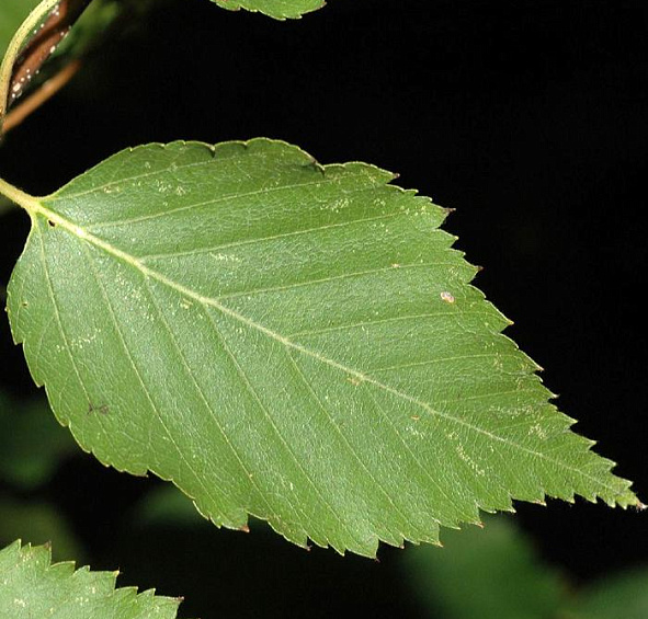 Береза Эрмана