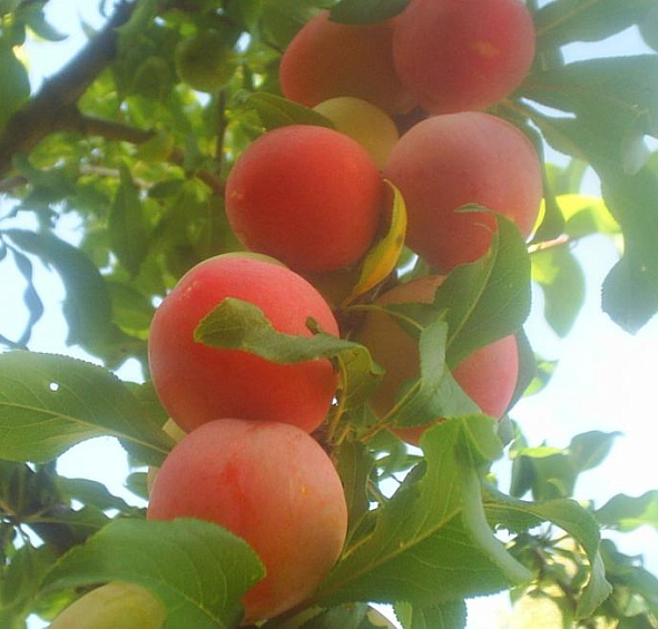 Слива 'Персиковая Мичурина'