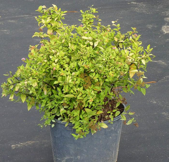 Спирея японская 'Голдмаунд'