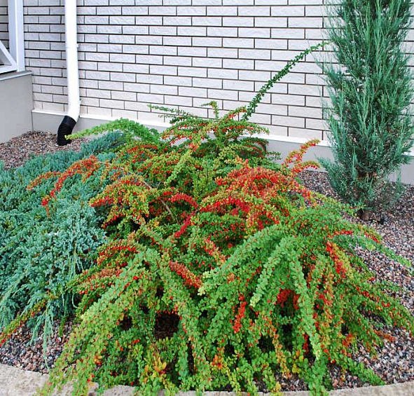 Барбарис Тунберга 'Грин Карпет'