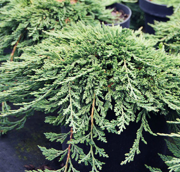 Можжевельник горизонтальный 'Панкейк'