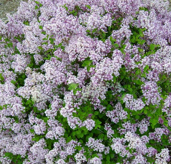 Сирень Мейера 'Палибин' (лиловая)