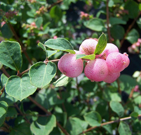 Снежноягодник Доренбоза 'Мазе оф Перл'