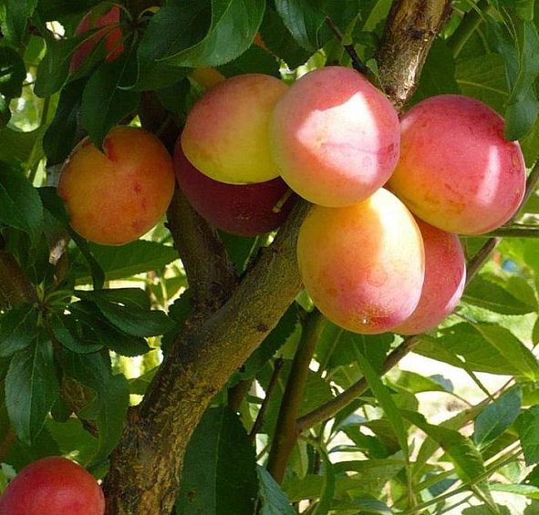 Алыча 'Кубанская комета'