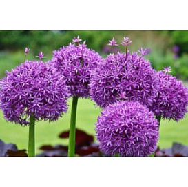 Многолетник Луковица Лук дек Перпл