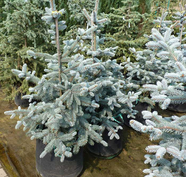 Ель колючая 'Хупси'