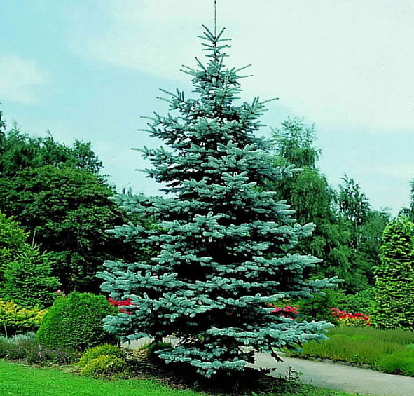 Ель колючая 'Хупси'