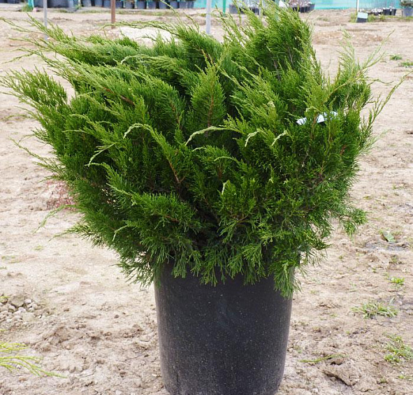 Можжевельник пфитцериана 'Минт Джулеп'