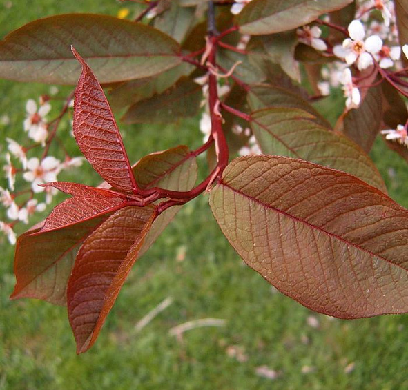 Черемуха обыкновенная 'Колората'