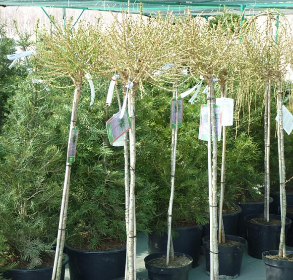 Лиственница европейская Корник (Kornik)