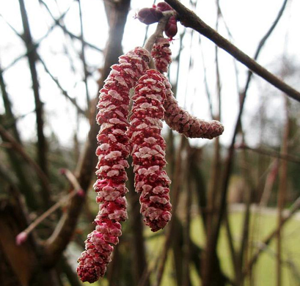 Лещина крупная 'Пурпуреа'