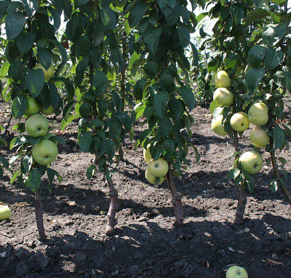 Яблоня колоновидная 'Президент'