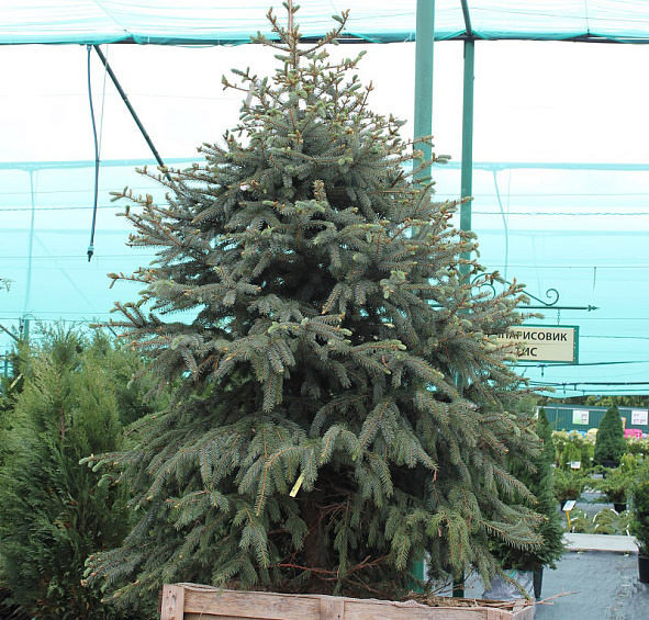 Ель колючая 'Глаука'