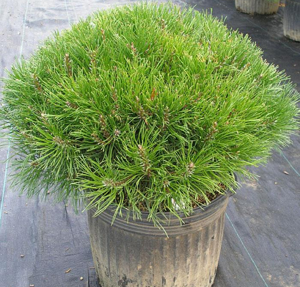 Сосна горная 'Пумилио'