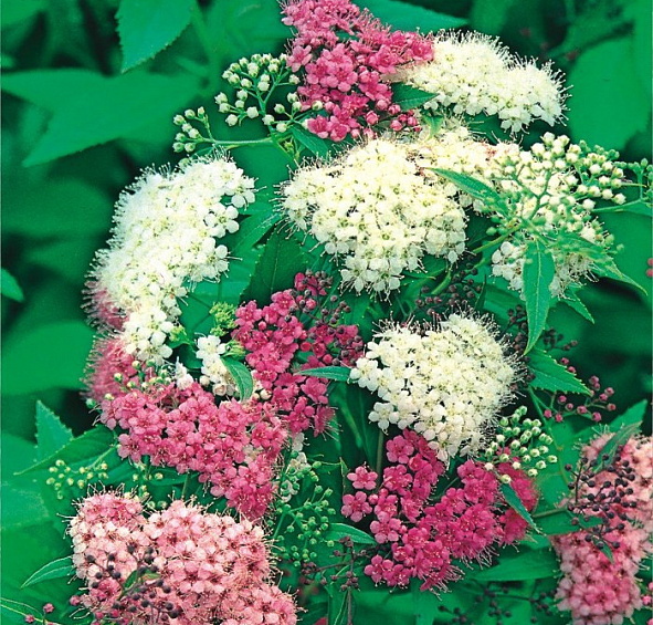 Спирея японская 'Дженпей'