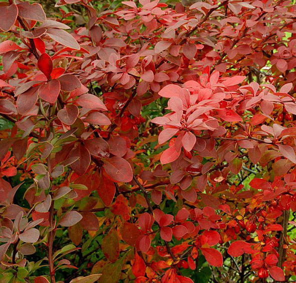 Барбарис Тунберга 'Голден Ринг'