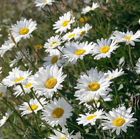 Нивяник обыкновенный 'Филигран'