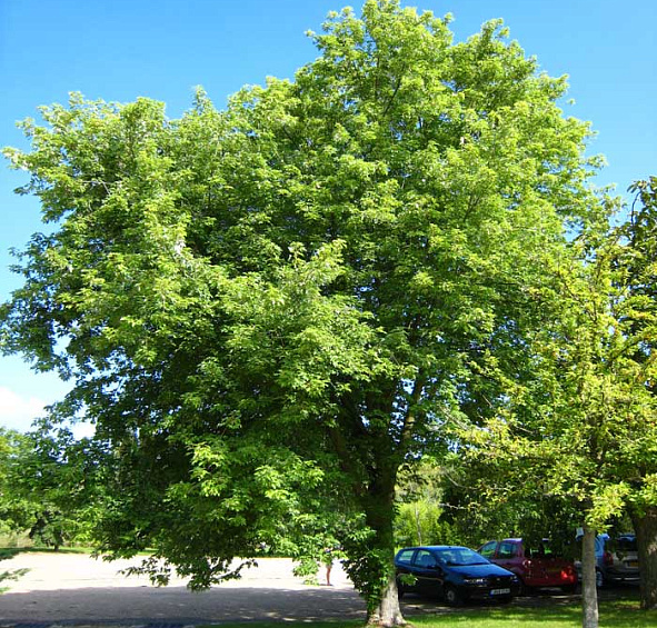 Клен сахарный (серебристый)