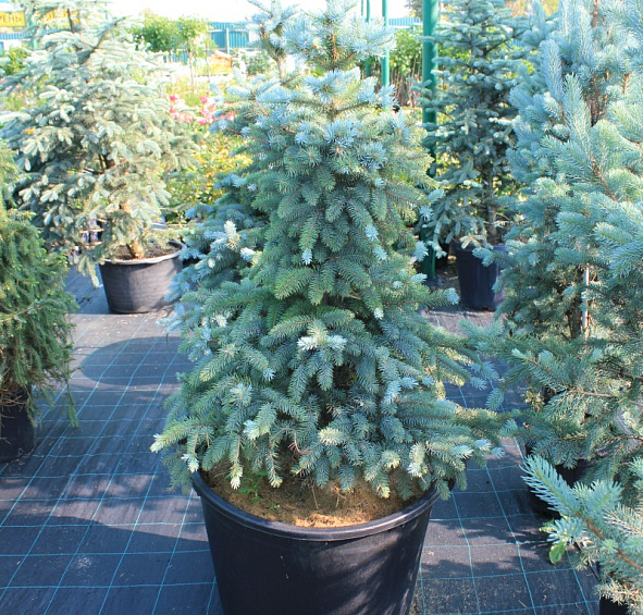 Ель колючая Голубая