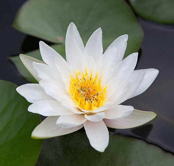 Кувшинка 'Марлиаса Альбид'