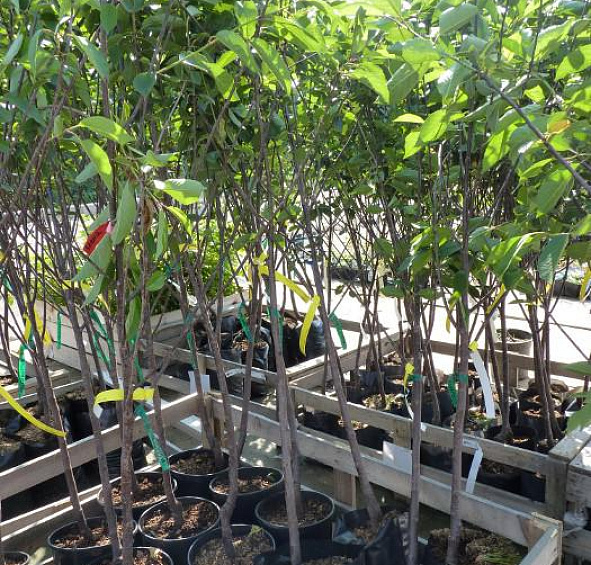 Вишня Молодежная 2